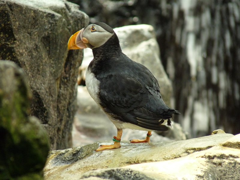 Puffin at the Oceanarium at Parque des Nacoes