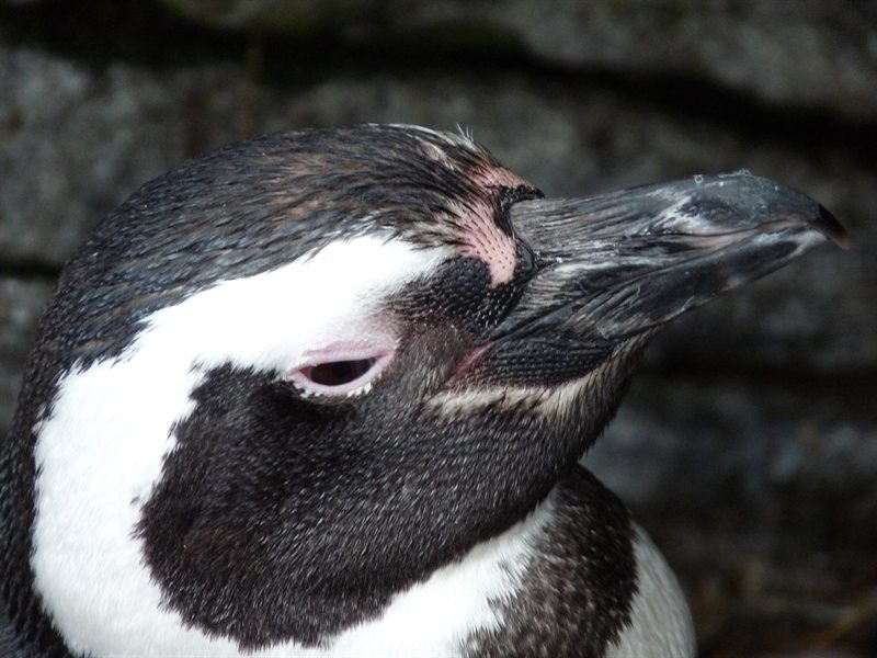 Penguin at the Oceanarium at Parque des Nacoes