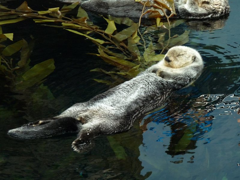 Sea otter at the Oceanarium at Parque des Nacoes