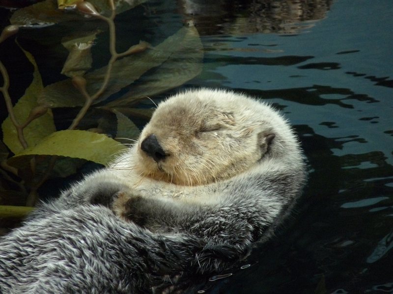 Sea otter at the Oceanarium at Parque des Nacoes