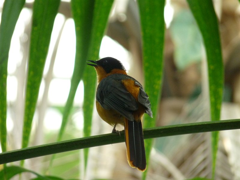 Bird inside the Tropical area of the Oceanarium at Parque des Nacoes