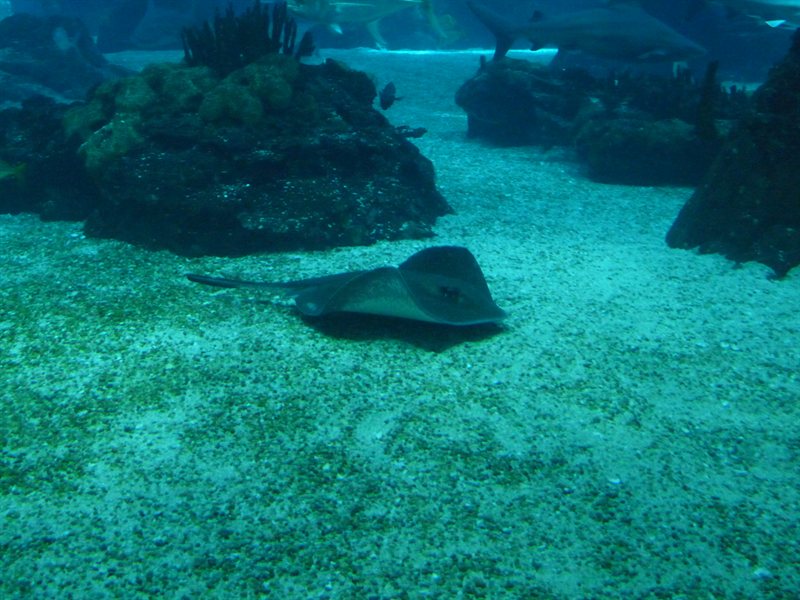 Inside the Oceanarium at Parque des Nacoes