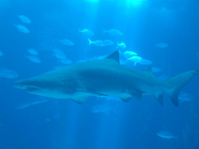Inside the Oceanarium at Parque des Nacoes