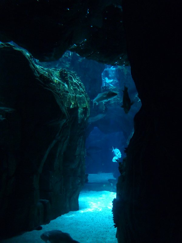 Inside the Oceanarium at Parque des Nacoes