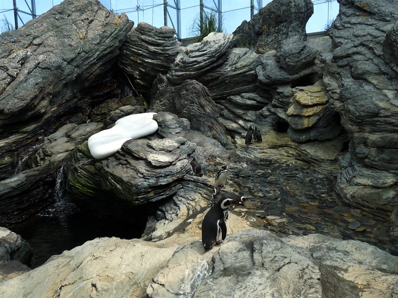 Penguins at the Oceanarium at Parque des Nacoes