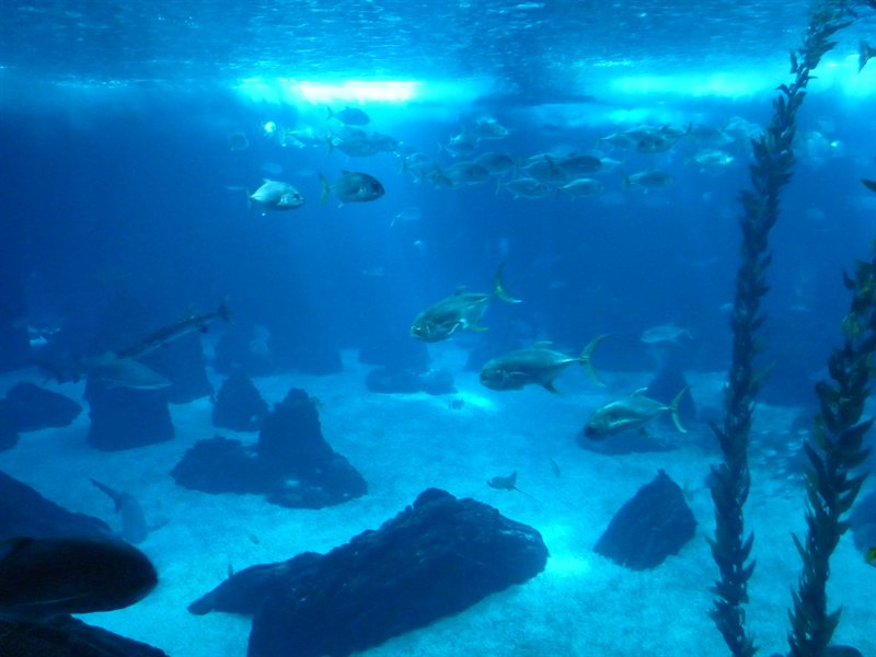 Inside the Oceanarium at Parque des Nacoes