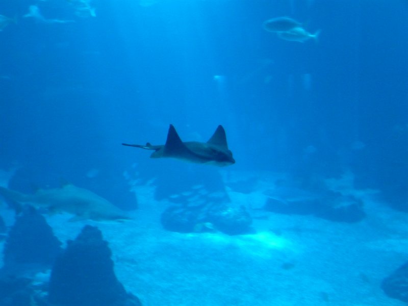 Inside the Oceanarium at Parque des Nacoes