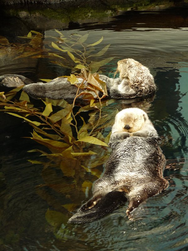 Sea otters at the Oceanarium at Parque des Nacoes
