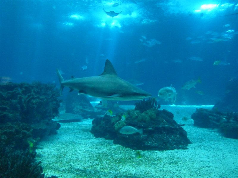 Inside the Oceanarium at Parque des Nacoes
