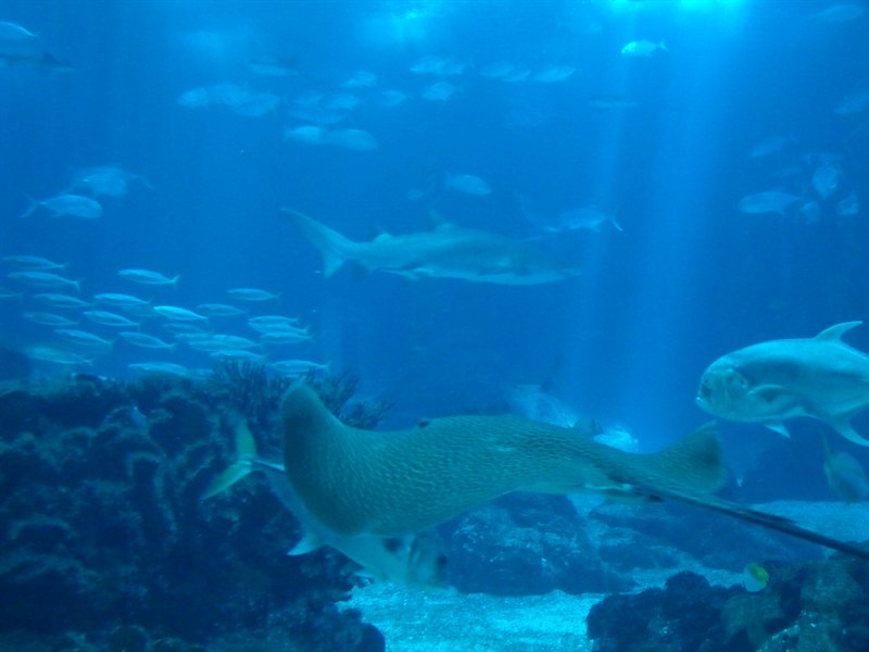 Inside the Oceanarium at Parque des Nacoes