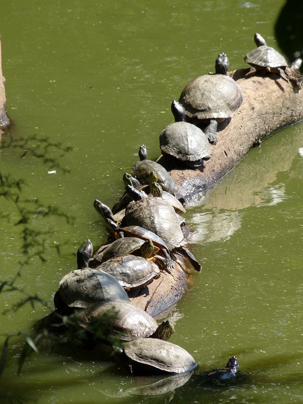 Turtles soaking up the sun