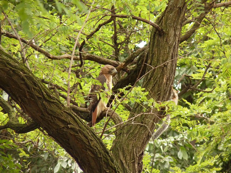 Buzzard chasing Squirrels