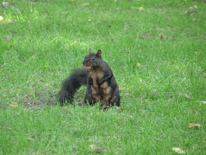 A black squirrel!