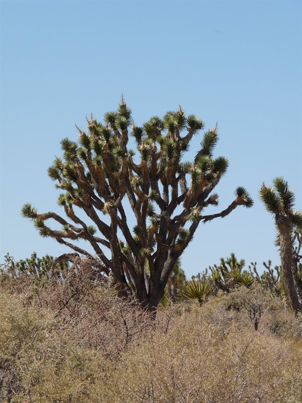 Joshua Tree