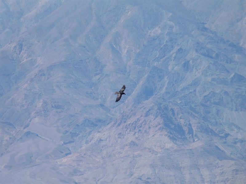 Bird flying over Death Valley
