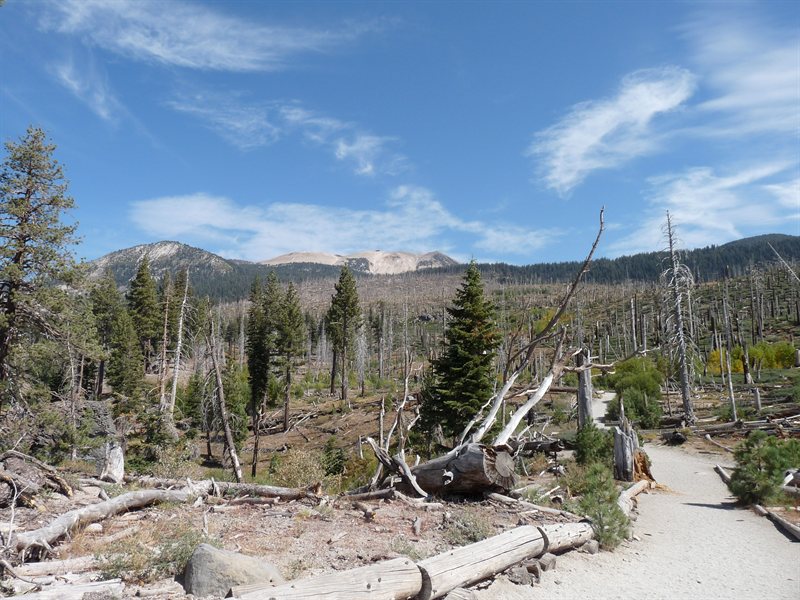 View over the forest near Rainbow Falls
