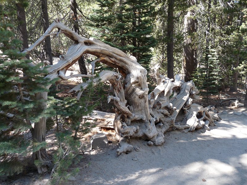 Interesting tree structure