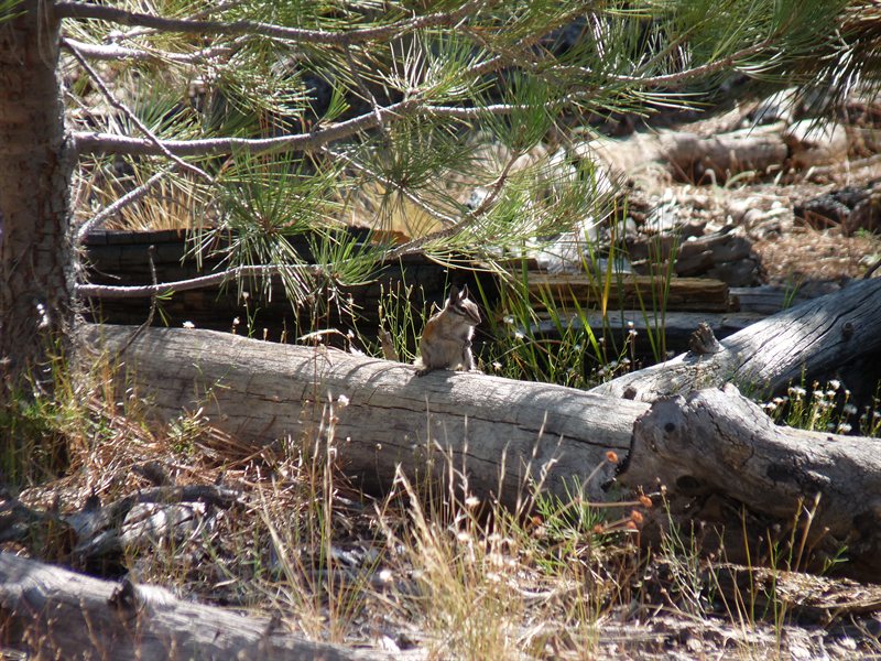 A chipmunk