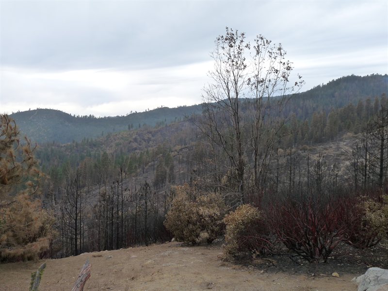 Fire damage to Big Meadow in Yosemite National Park