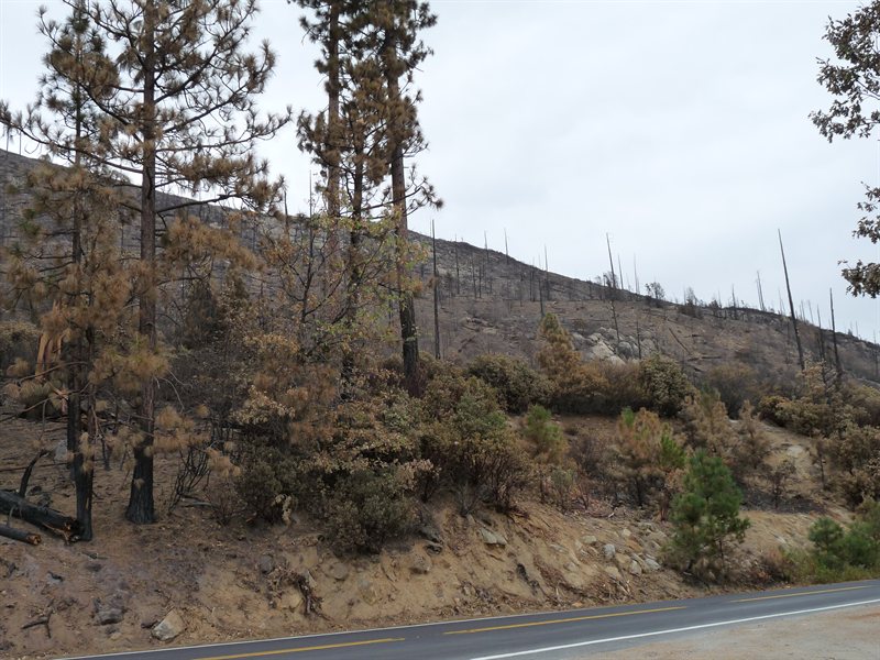 Fire damage to Big Meadow in Yosemite National Park