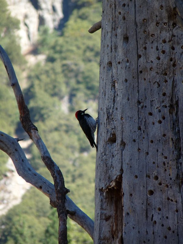 Acorn Woodpecker on his granary