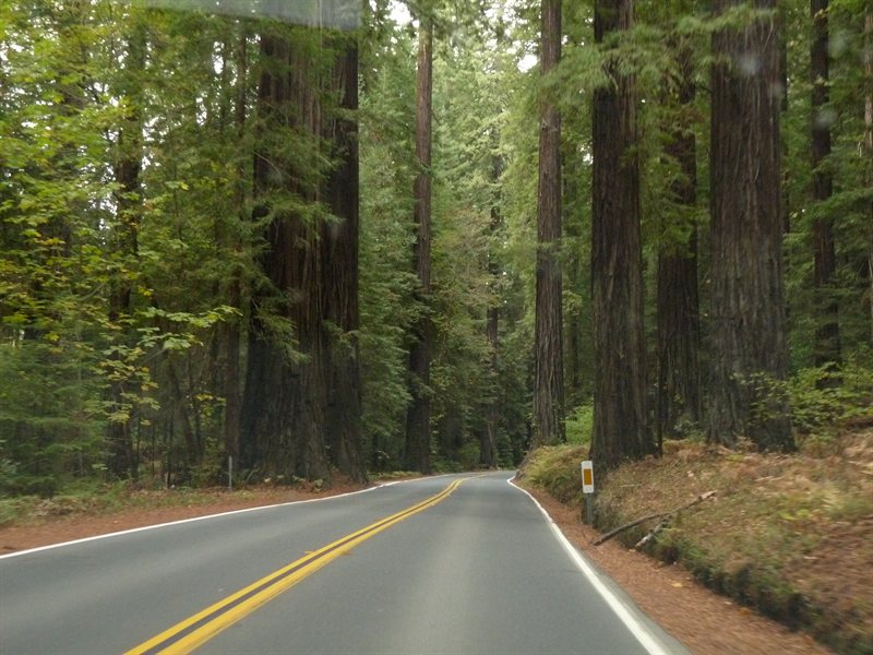 Avenue of the Giants