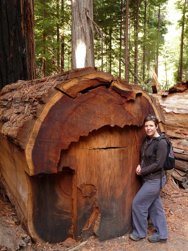 Claire with a fallen Redwood