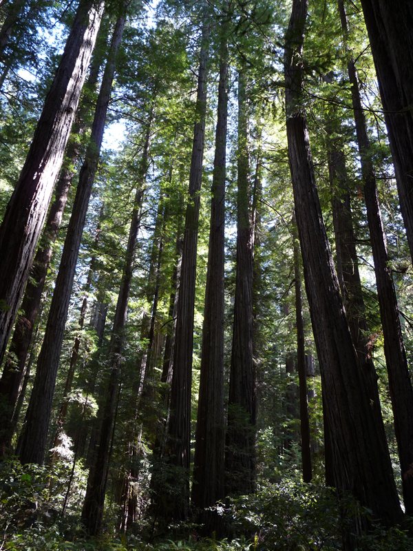 The Redwoods