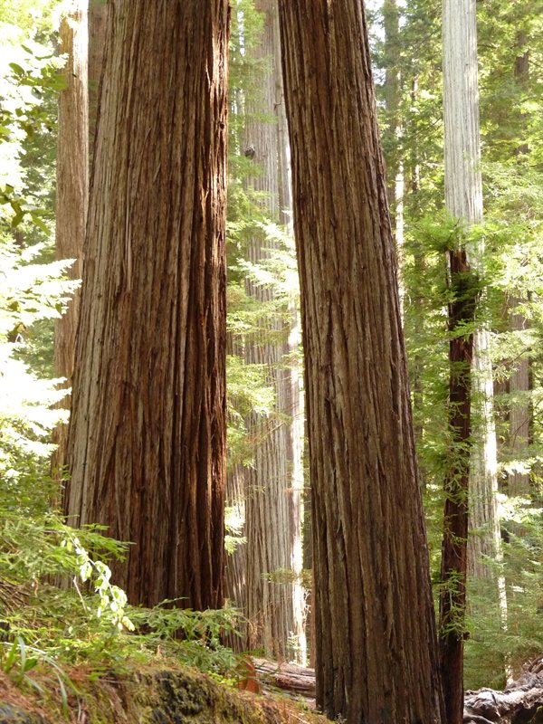 Redwoods