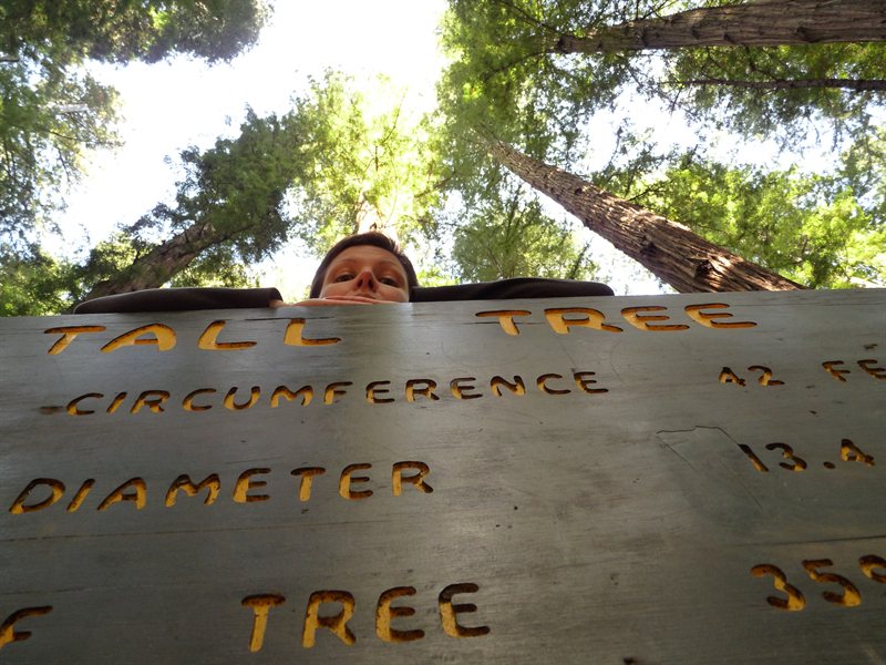 Claire and the Tall Tree