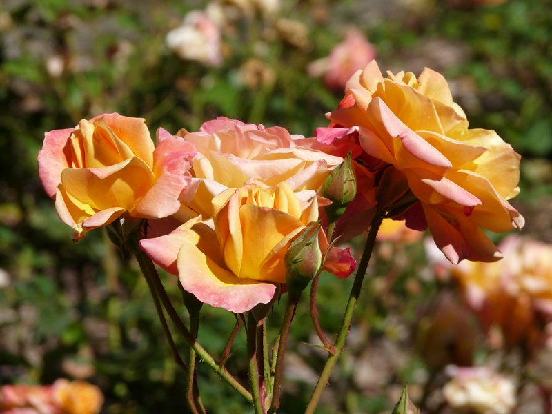 Roses in the garden outside Sonoma Town Hall
