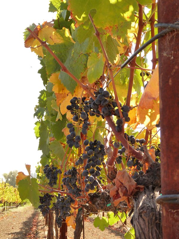 The Amista Winery and Vineyard