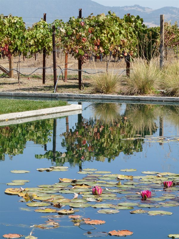 The Lily Pond