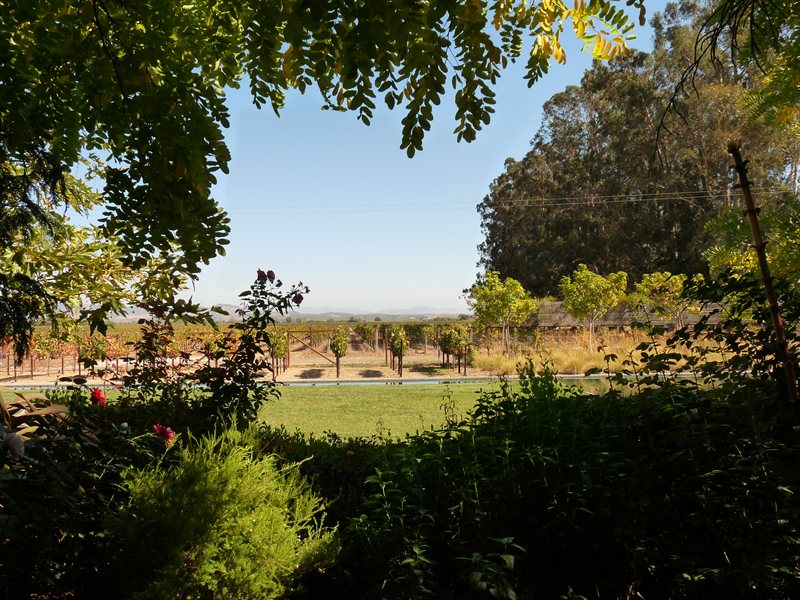 The vineyards beyond the gardens