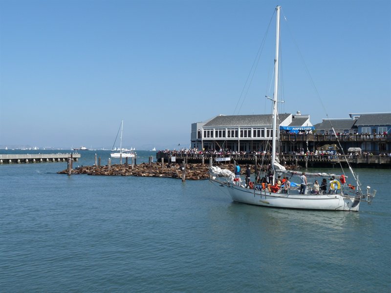 Sea Lions off Pier 39