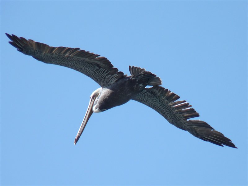 Pelican over San Francisco Bay