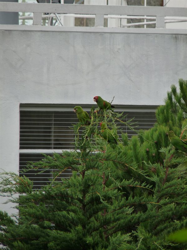 Telegraph Hill Parrots