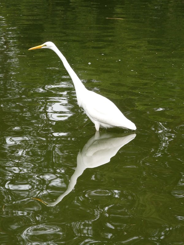 Great Egret