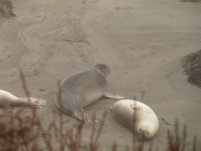 Elephant Seals at Point Piedros Blancos