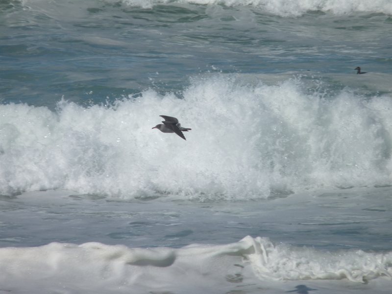 Bird flying along the surf
