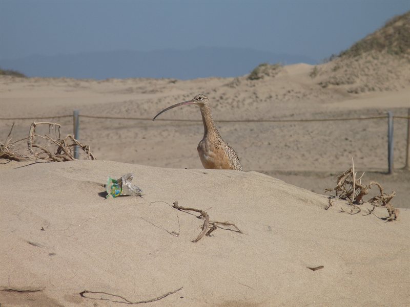 Long Billed bird we saw on the dunes
