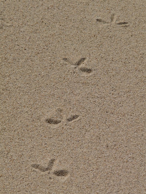 Footprints int the sand