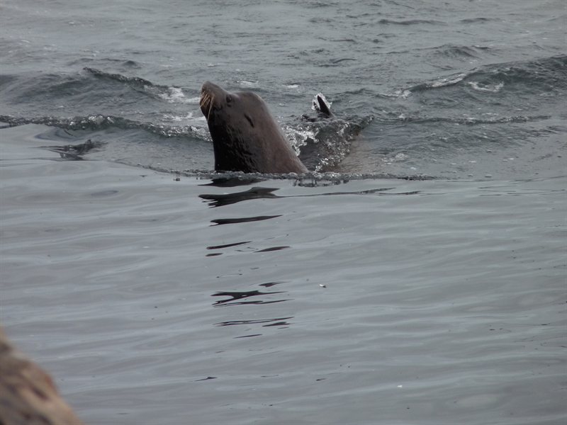 Feeding time at the wharf
