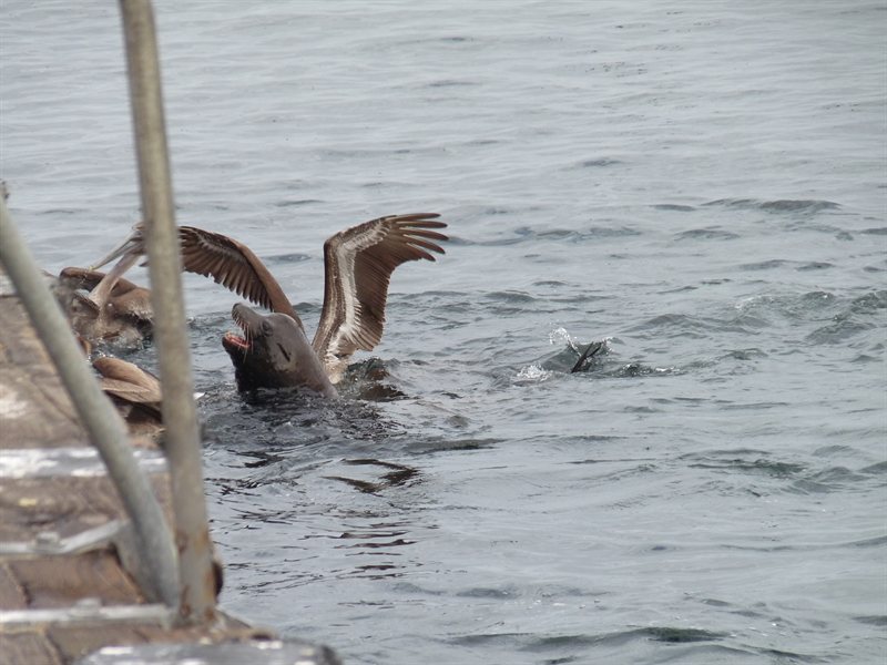 Feeding time at the wharf