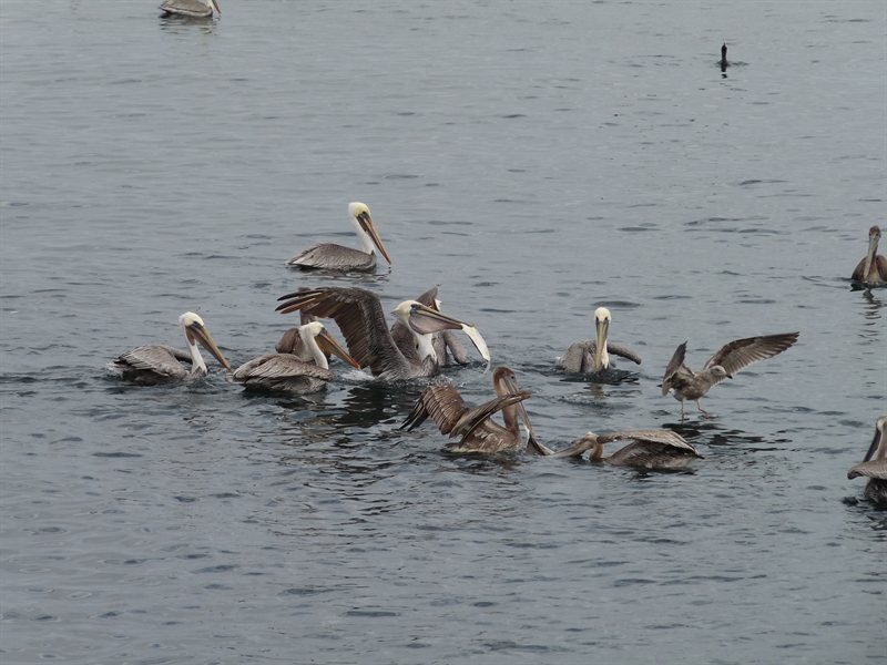 Feeding time at the wharf