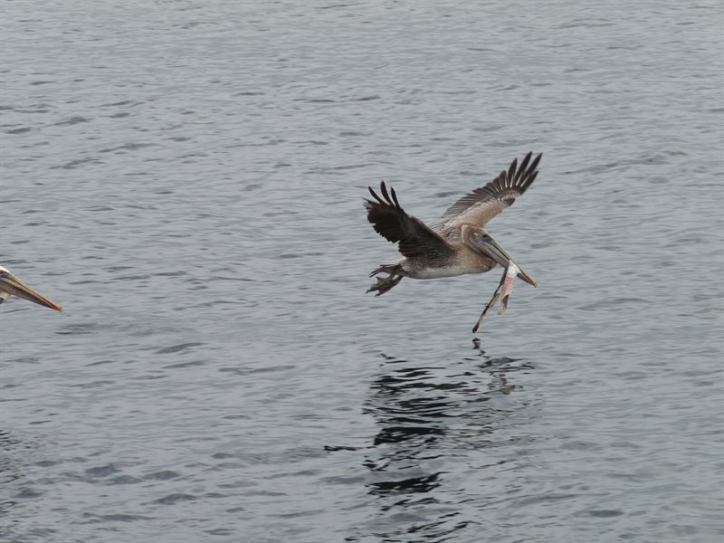 Pelican with lunch