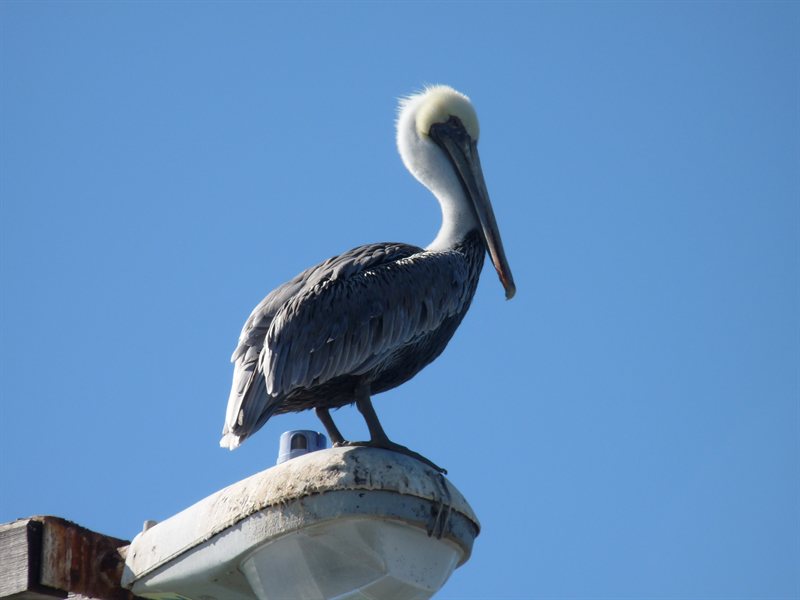 Pelican