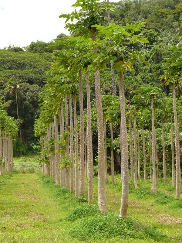 Paw paw plantation