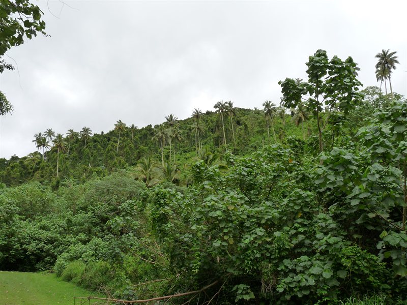 Jungle views at the start of the trek