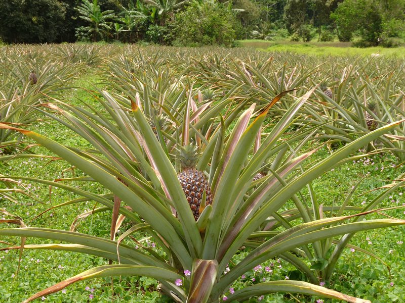 Pineapple plantation
